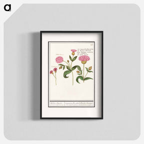 アートポスター-Cuckoo flower, Silene dioica - アンセルムス ボエティウス デ ブート Poster.