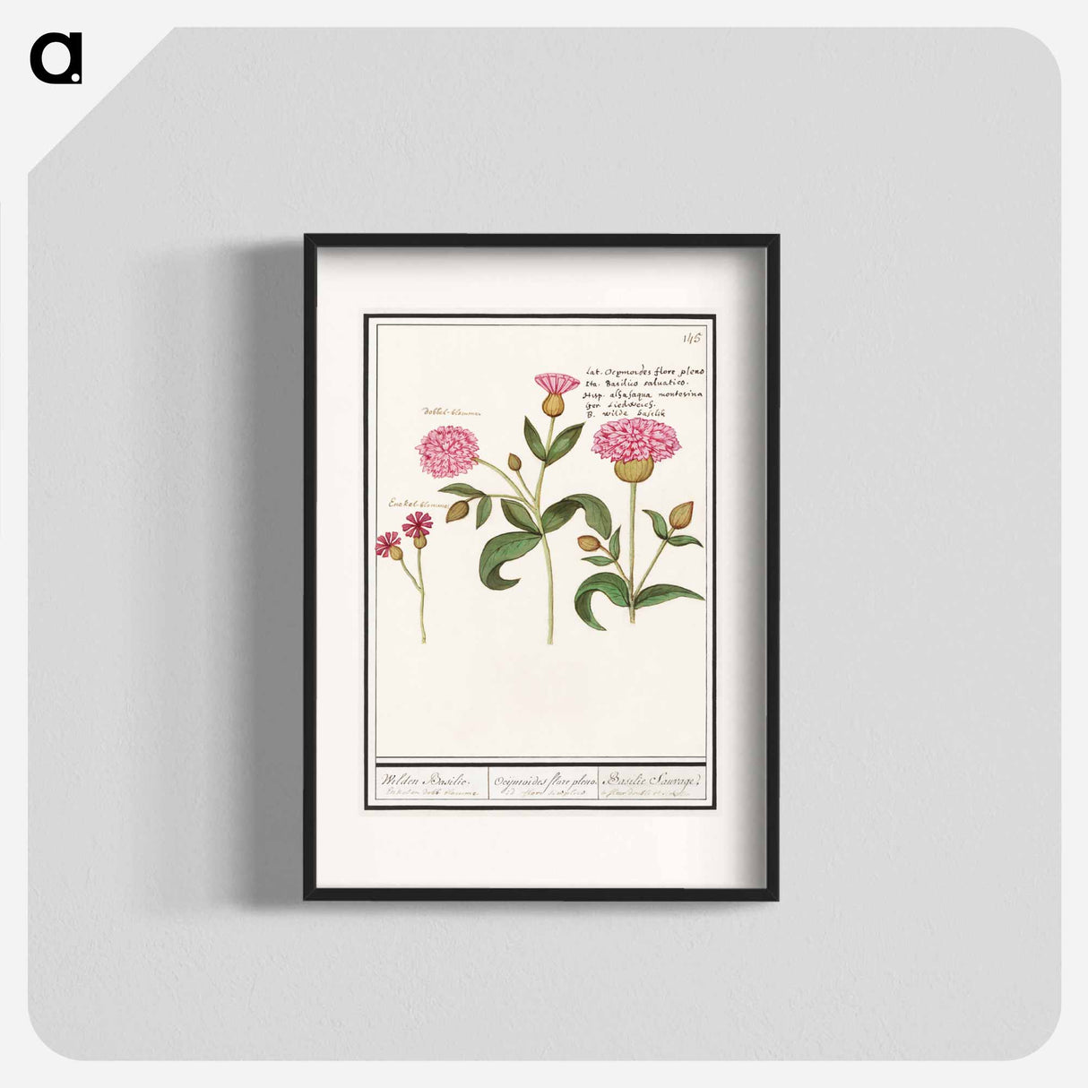 Cuckoo flower, Silene dioica - アンセルムス ボエティウス デ ブート Poster.