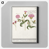 2-24_Anselmus-Boetius-de-Boodt_canvas