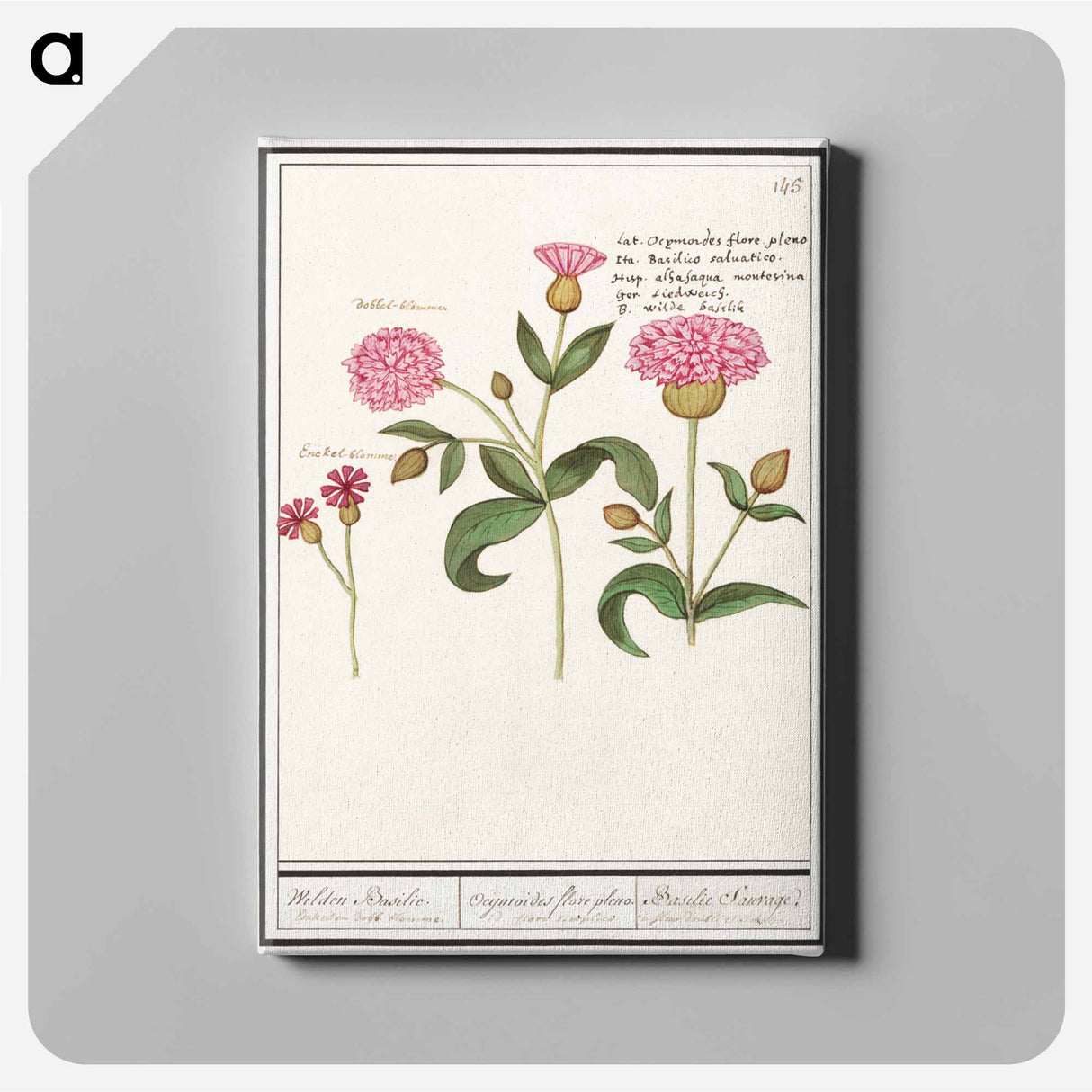 Cuckoo flower, Silene dioica - アンセルムス ボエティウス デ ブート Canvas.