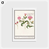 アートポストカード-Cuckoo flower, Silene dioica - アンセルムス ボエティウス デ ブート Postcard.