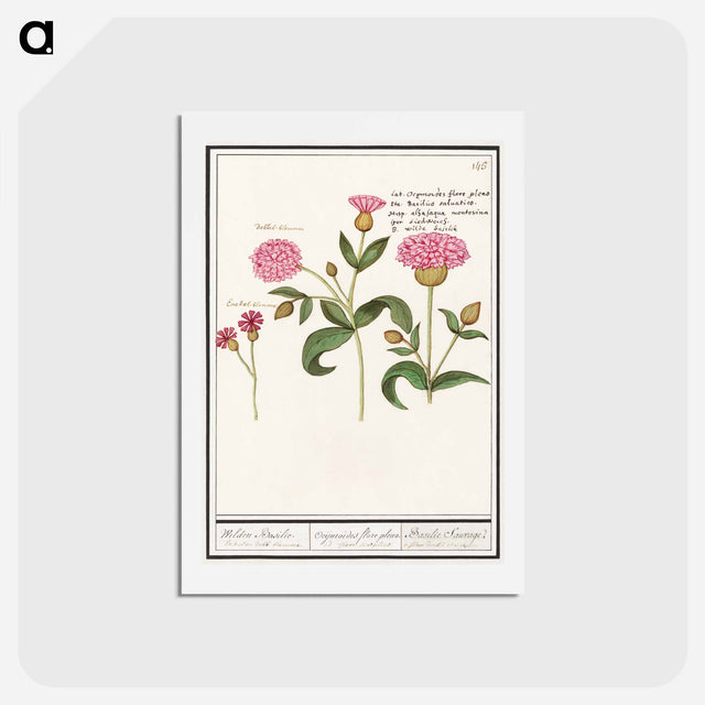 アートポストカード-Cuckoo flower, Silene dioica - アンセルムス ボエティウス デ ブート Postcard.