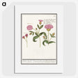 2-24_Anselmus-Boetius-de-Boodt_picture