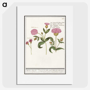 2-24_Anselmus-Boetius-de-Boodt_picture