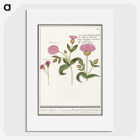 2-24_Anselmus-Boetius-de-Boodt_picture