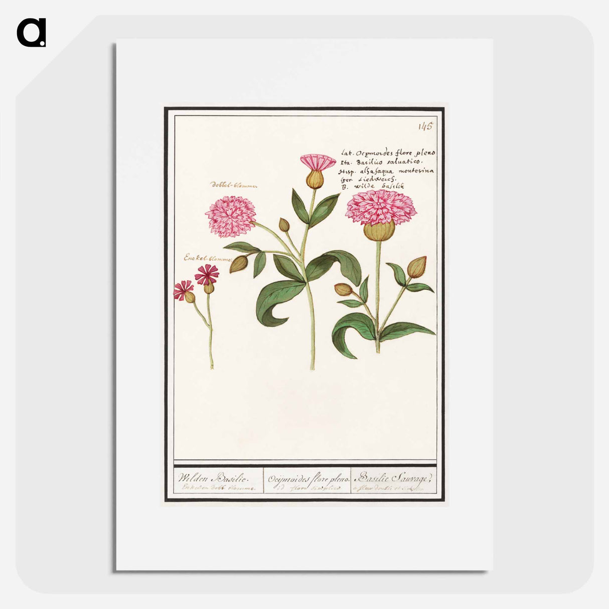 Cuckoo flower, Silene dioica - アンセルムス ボエティウス デ ブート Poster.