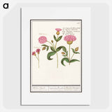 Cuckoo flower, Silene dioica - アンセルムス ボエティウス デ ブート Poster.