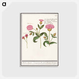 アートポストカード-Cuckoo flower, Silene dioica - アンセルムス ボエティウス デ ブート Postcard.