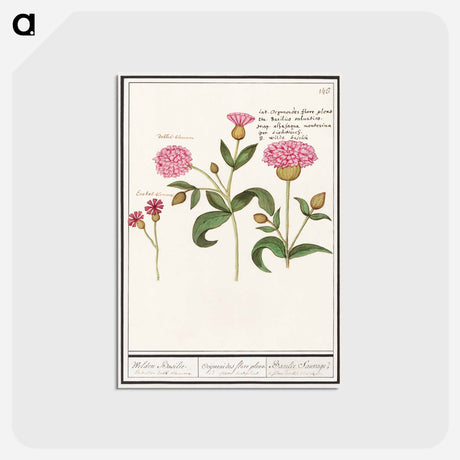 アートポストカード-Cuckoo flower, Silene dioica - アンセルムス ボエティウス デ ブート Postcard.