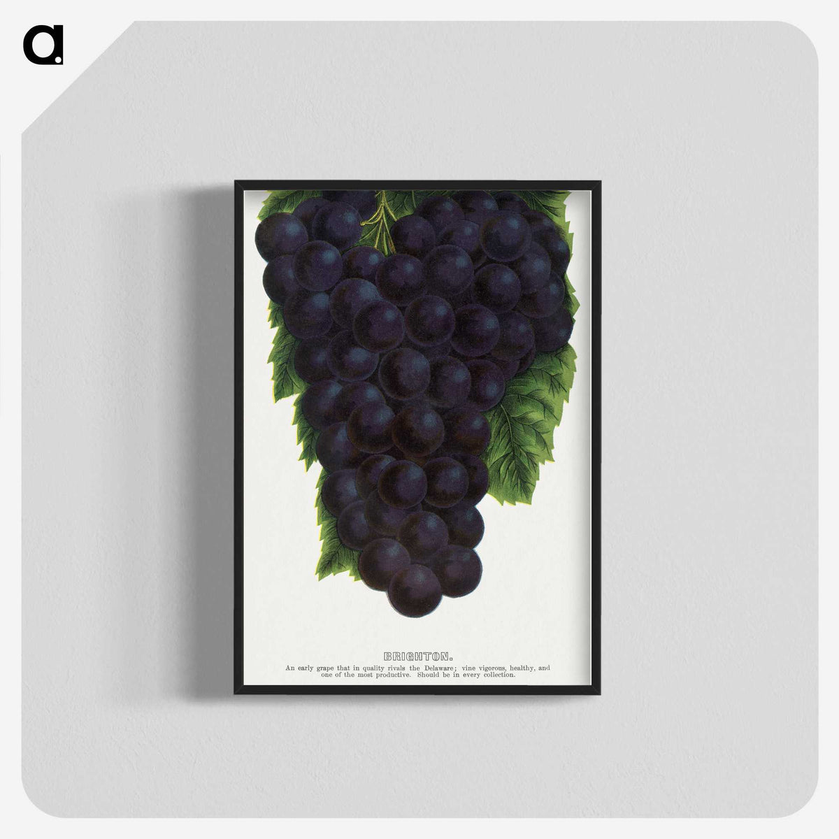 2-24_Botanical-Specimen-Plates_blk-crop