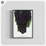 2-24_Botanical-Specimen-Plates_blk-crop