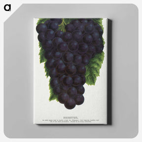 2-24_Botanical-Specimen-Plates_canvas