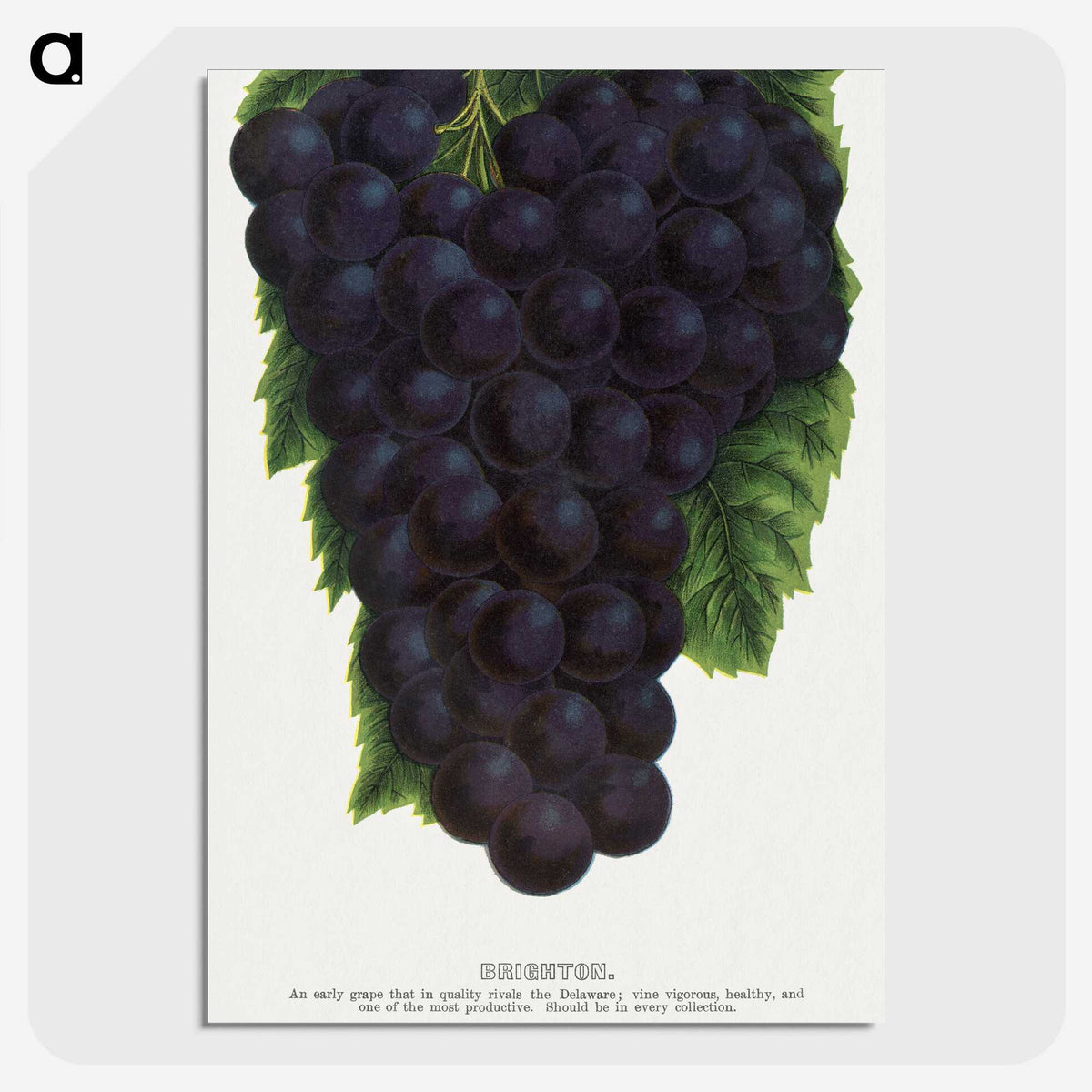 2-24_Botanical-Specimen-Plates_picture-crop