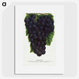 2-24_Botanical-Specimen-Plates_picture