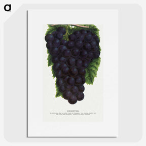 2-24_Botanical-Specimen-Plates_picture