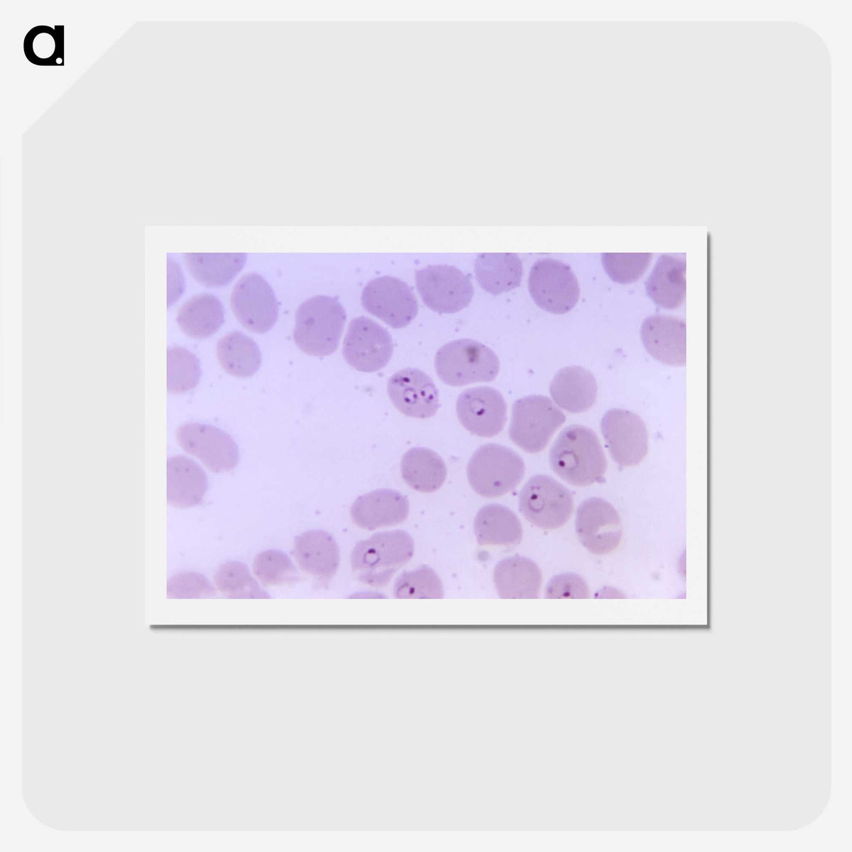 2-24_COVID-19_hagaki