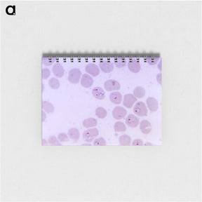 2-24_COVID-19_memo