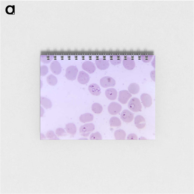 2-24_COVID-19_memo