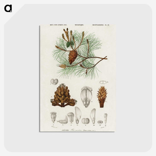 海岸の松 - クリスマス Postcard.