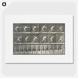 2-24_Eadweard-Muybridge_picture
