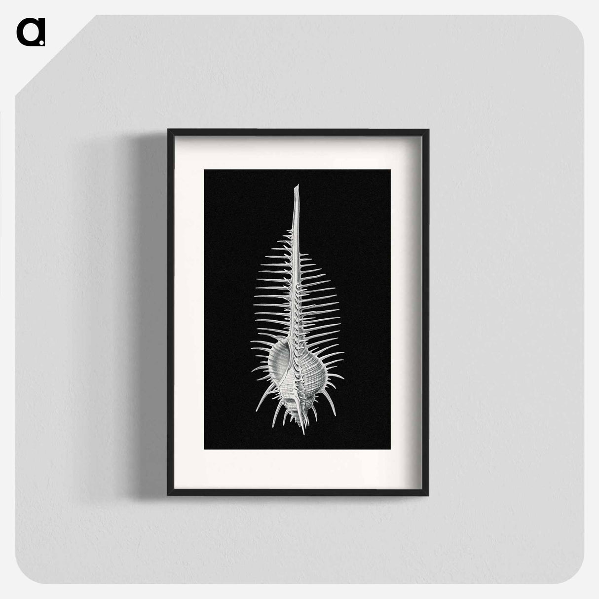 Vintage shell marine life illustration - エルンスト ヘッケル Poster.