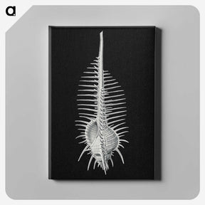 2-24_Ernst-Haeckel_canvas