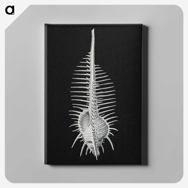 2-24_Ernst-Haeckel_canvas