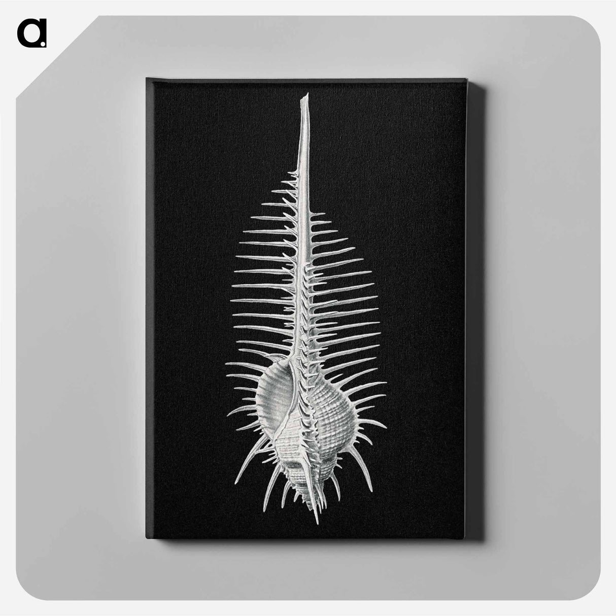 Vintage shell marine life illustration - エルンスト ヘッケル Canvas.