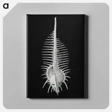 Vintage shell marine life illustration - エルンスト ヘッケル Canvas.