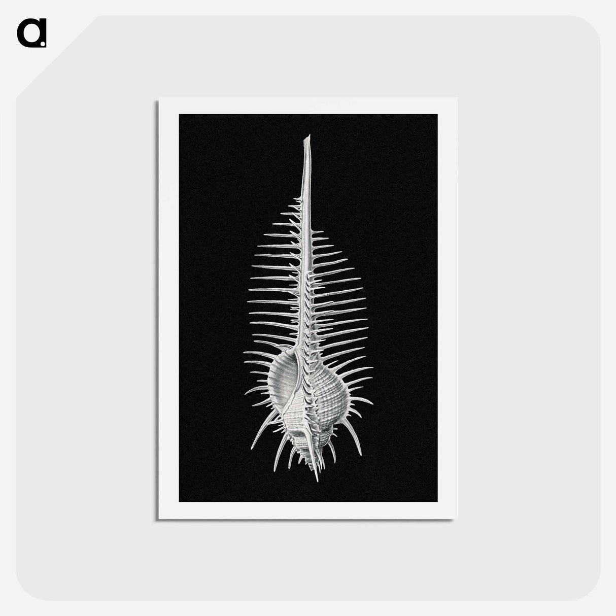 アートポストカード-Vintage shell marine life illustration - エルンスト ヘッケル Postcard.