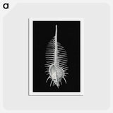 アートポストカード-Vintage shell marine life illustration - エルンスト ヘッケル Postcard.