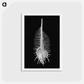 アートポストカード-Vintage shell marine life illustration - エルンスト ヘッケル Postcard.
