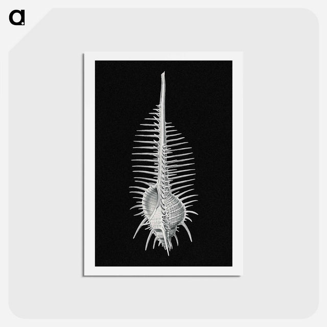 アートポストカード-Vintage shell marine life illustration - エルンスト ヘッケル Postcard.