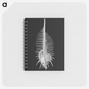 2-24_Ernst-Haeckel_memo