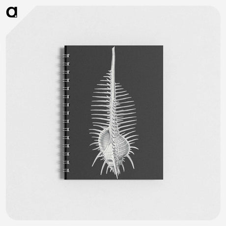 2-24_Ernst-Haeckel_memo
