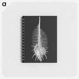 アートメモ帳-Vintage shell marine life illustration - エルンスト ヘッケル Memo.