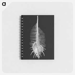 アートメモ帳-Vintage shell marine life illustration - エルンスト ヘッケル Memo.