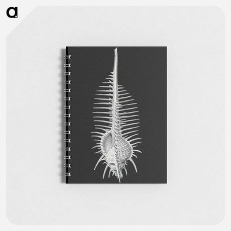 アートメモ帳-Vintage shell marine life illustration - エルンスト ヘッケル Memo.
