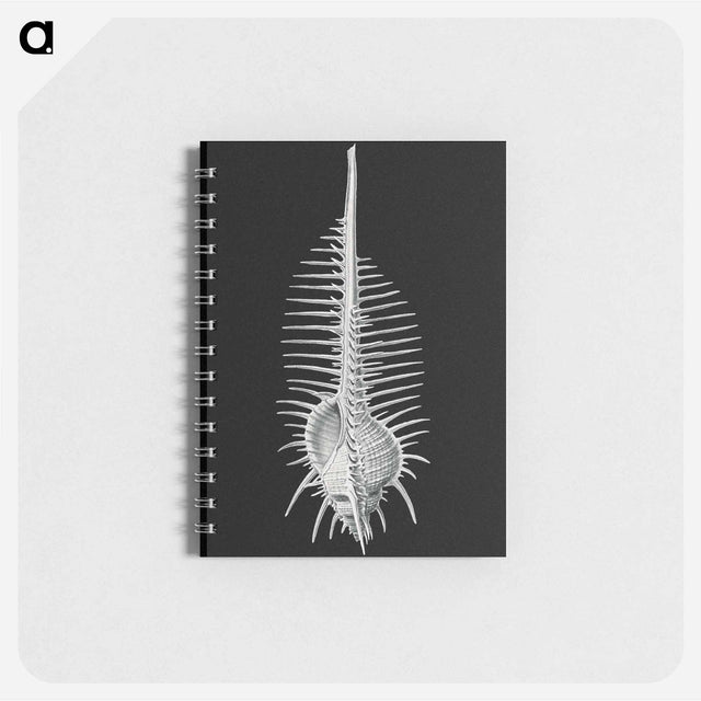 アートメモ帳-Vintage shell marine life illustration - エルンスト ヘッケル Memo.