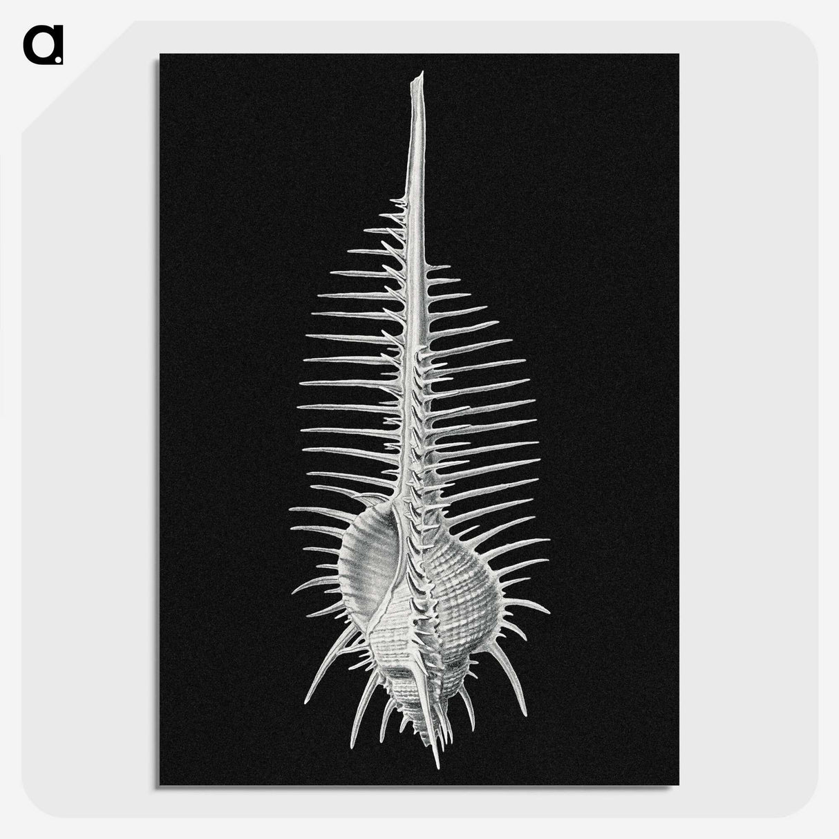 2-24_Ernst-Haeckel_picture-crop