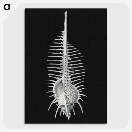 2-24_Ernst-Haeckel_picture-crop
