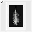 2-24_Ernst-Haeckel_picture
