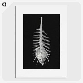 2-24_Ernst-Haeckel_picture