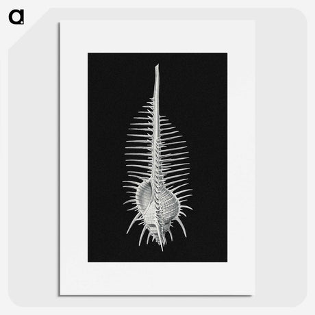 2-24_Ernst-Haeckel_picture