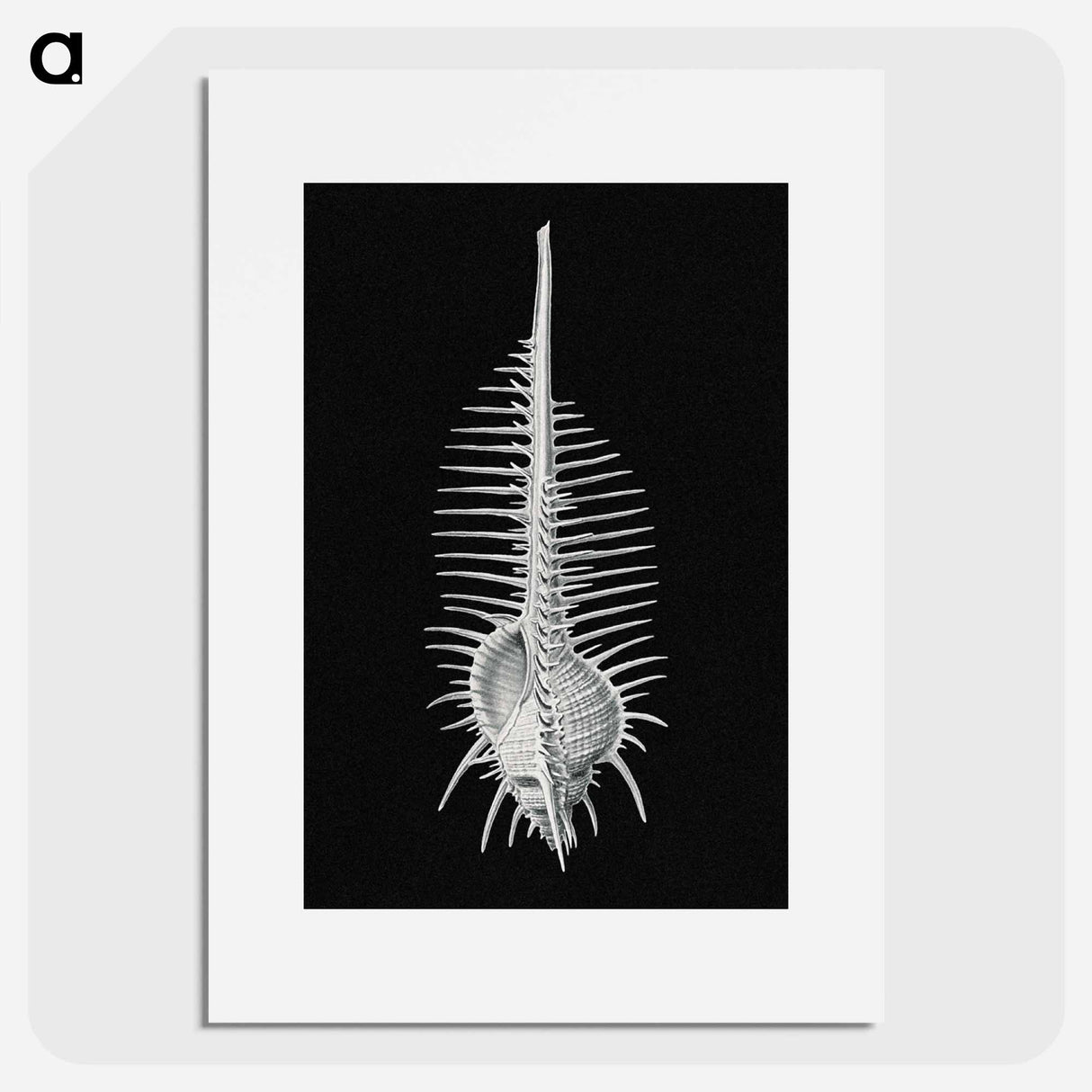 Vintage shell marine life illustration - エルンスト ヘッケル Poster.