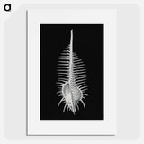 Vintage shell marine life illustration - エルンスト ヘッケル Poster.