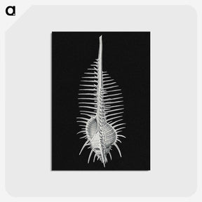 2-24_Ernst-Haeckel_postcard