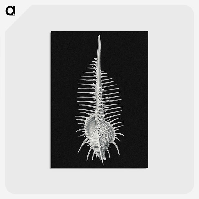 2-24_Ernst-Haeckel_postcard