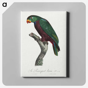 2-24_Francois-Levaillant_canvas