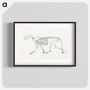 アートポスター-Tiger Skeleton, Lateral View
 - ジョージ スタッブス Poster.